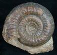 Beautifully Display Stephanoceras Ammonite #10881-2